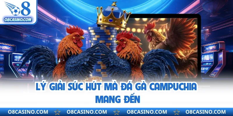 Lý giải sức hút mà đá gà Campuchia mang đến